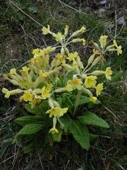 Primula × polyantha