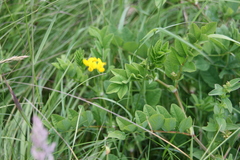 Astragalus glycyphyllos