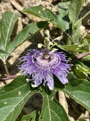 Passiflora incarnata