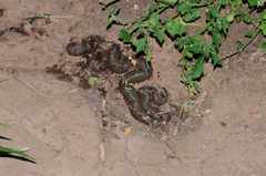 Microchaetus rappi