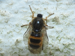 Astomella hispaniae