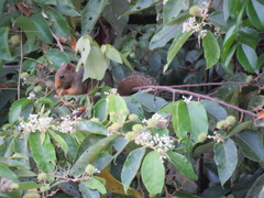 Callosciurus erythraeus