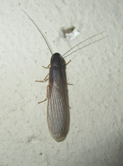 Cyrtotria