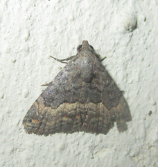 Eublemma nigrivitta