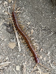 Scolopocryptops spinicaudus