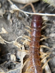 Scolopocryptops spinicaudus