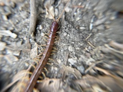 Scolopocryptops spinicaudus