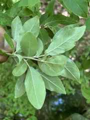 Elaeagnus umbellata