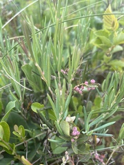 Andromeda polifolia glaucophylla