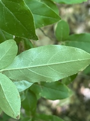 Elaeagnus umbellata