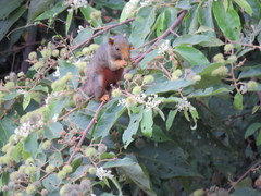 Callosciurus erythraeus