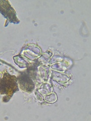 Dictyosphaerium