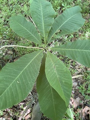 Magnolia tripetala