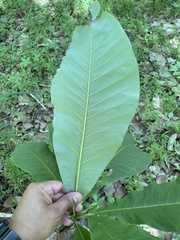 Magnolia tripetala