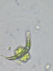 Euglena mutabilis