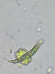 Euglena mutabilis