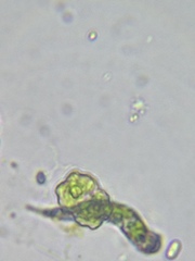 Euglena mutabilis