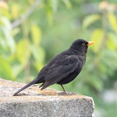 Turdus merula