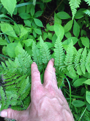 Dryopteris campyloptera