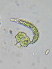 Euglena mutabilis