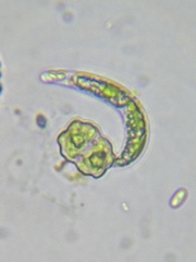 Euglena mutabilis