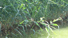 Acrocephalus arundinaceus