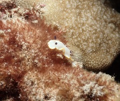 Ardeadoris scottjohnsoni