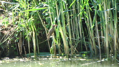 Acrocephalus arundinaceus