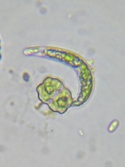 Euglena mutabilis
