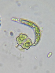 Euglena mutabilis