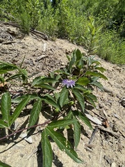 Passiflora incarnata