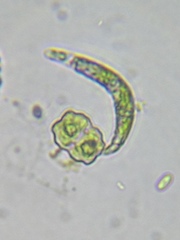 Euglena mutabilis
