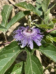 Passiflora incarnata