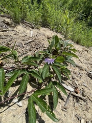 Passiflora incarnata