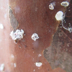 Eriococcus lagerstroemiae