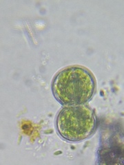 Cosmarium contractum