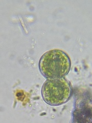 Cosmarium contractum