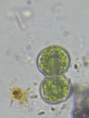 Cosmarium contractum