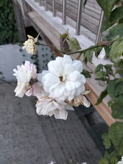 Rosa