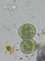 Cosmarium contractum