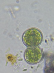 Cosmarium contractum