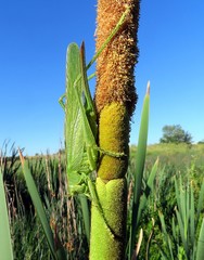 Tettigonia viridissima