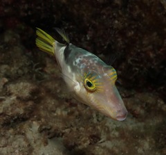 Canthigaster epilampra