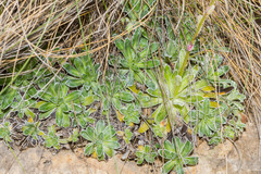 Saxifraga hostii