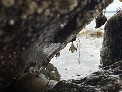 Evasterias troschelii