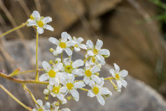 Saxifraga hostii