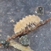 Buddelundiella cataractae - Photo (c) Daniil Polyakov, algunos derechos reservados (CC BY-NC), subido por Daniil Polyakov