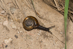 Campylaea illyrica