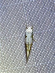Mompha circumscriptella