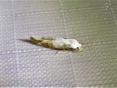 Mompha circumscriptella
